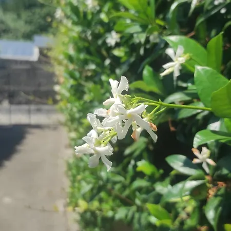 Capercia Сasa de vacaciones Forio di Ischia