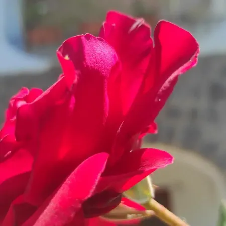 Capercia * Forio di Ischia