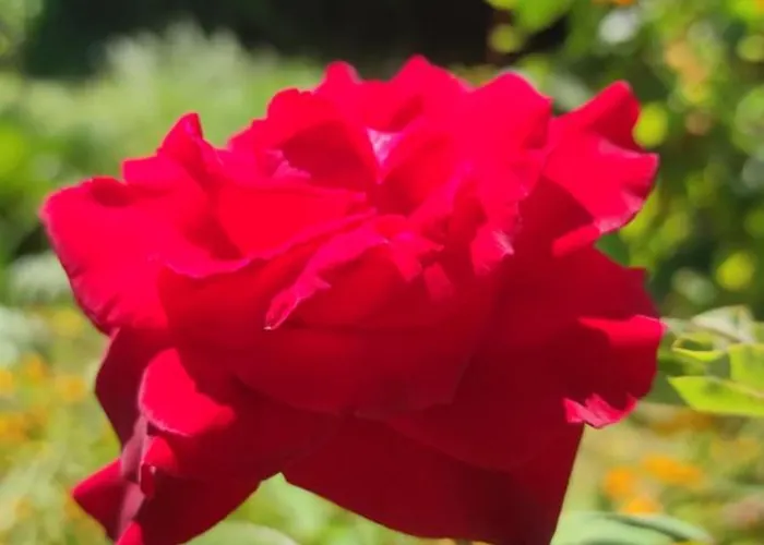 Casa de Férias Capercia Forio di Ischia